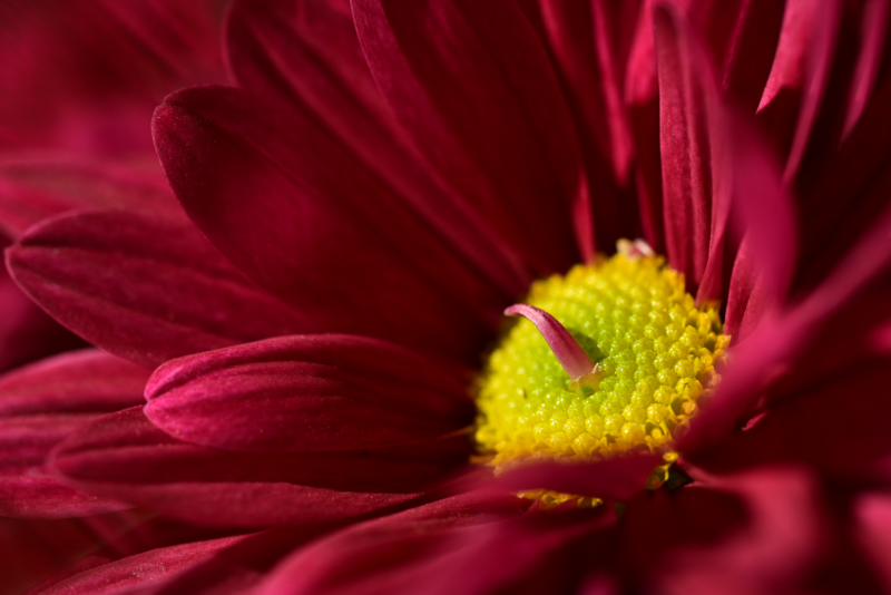 flower, chrysanthemum, nature, red flower, flora, garden, flower wallpaper, beautiful flowers, close, macro, botany, photo, flower background, photos